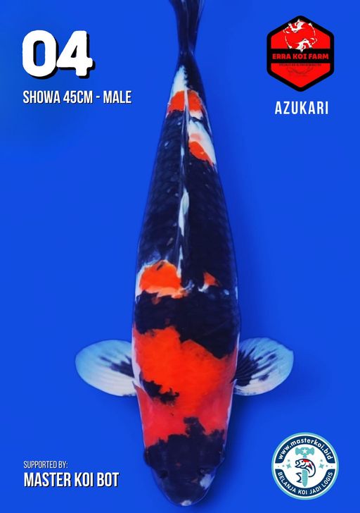 Lelang Koi Online, Jual Beli Ikan Koi, Pusat Jual Beli Koi, Info Lelang Koi Hari Ini, Platform Jual Beli Koi, Jual Beli Ikan Koi Online, Marketplace Ikan Koi, Jual Koi Terbaik, Tempat Beli Koi Berkualitas, Pasar Ikan Koi Online Terpercaya, Penjual Ikan Koi Terpercaya, Beli Koi Hias Online, Ikan Koi untuk Dijual, Koi Kualitas Terbaik, Toko Online Ikan Koi, Koi Hias Untuk Dijual, Jual Beli Ikan Koi Lokal, Koi Indonesia Online, Pusat Jual Beli Koi Terbesar