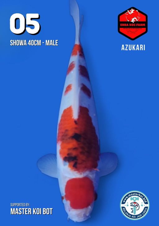 Lelang Koi Online, Jual Beli Ikan Koi, Pusat Jual Beli Koi, Info Lelang Koi Hari Ini, Platform Jual Beli Koi, Jual Beli Ikan Koi Online, Marketplace Ikan Koi, Jual Koi Terbaik, Tempat Beli Koi Berkualitas, Pasar Ikan Koi Online Terpercaya, Penjual Ikan Koi Terpercaya, Beli Koi Hias Online, Ikan Koi untuk Dijual, Koi Kualitas Terbaik, Toko Online Ikan Koi, Koi Hias Untuk Dijual, Jual Beli Ikan Koi Lokal, Koi Indonesia Online, Pusat Jual Beli Koi Terbesar