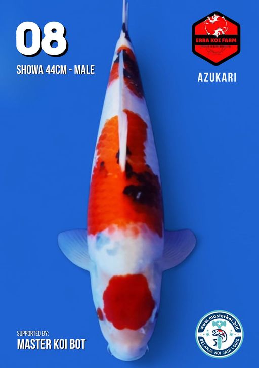 Lelang Koi Online, Jual Beli Ikan Koi, Pusat Jual Beli Koi, Info Lelang Koi Hari Ini, Platform Jual Beli Koi, Jual Beli Ikan Koi Online, Marketplace Ikan Koi, Jual Koi Terbaik, Tempat Beli Koi Berkualitas, Pasar Ikan Koi Online Terpercaya, Penjual Ikan Koi Terpercaya, Beli Koi Hias Online, Ikan Koi untuk Dijual, Koi Kualitas Terbaik, Toko Online Ikan Koi, Koi Hias Untuk Dijual, Jual Beli Ikan Koi Lokal, Koi Indonesia Online, Pusat Jual Beli Koi Terbesar