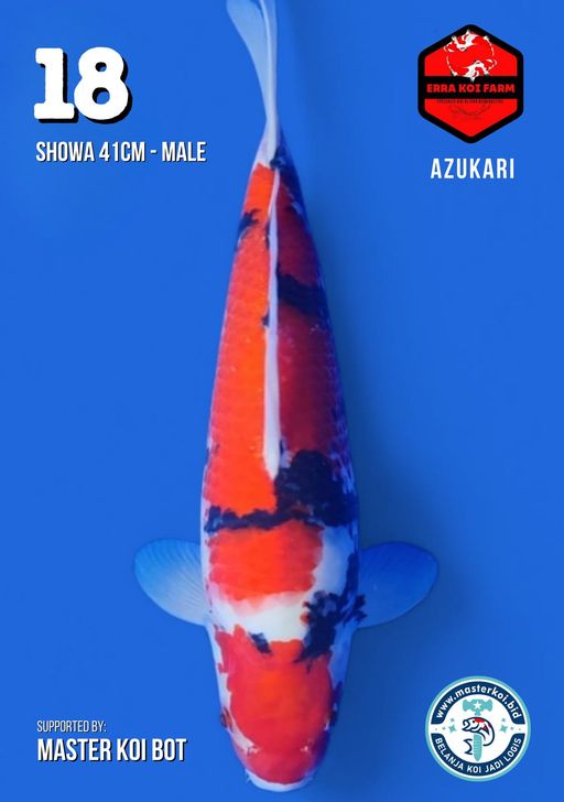 Lelang Koi Online, Jual Beli Ikan Koi, Pusat Jual Beli Koi, Info Lelang Koi Hari Ini, Platform Jual Beli Koi, Jual Beli Ikan Koi Online, Marketplace Ikan Koi, Jual Koi Terbaik, Tempat Beli Koi Berkualitas, Pasar Ikan Koi Online Terpercaya, Penjual Ikan Koi Terpercaya, Beli Koi Hias Online, Ikan Koi untuk Dijual, Koi Kualitas Terbaik, Toko Online Ikan Koi, Koi Hias Untuk Dijual, Jual Beli Ikan Koi Lokal, Koi Indonesia Online, Pusat Jual Beli Koi Terbesar