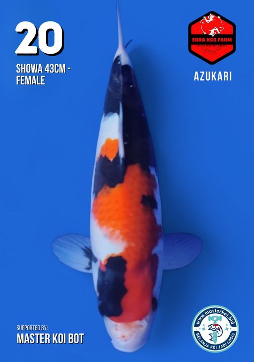 Lelang Koi Online, Jual Beli Ikan Koi, Pusat Jual Beli Koi, Info Lelang Koi Hari Ini, Platform Jual Beli Koi, Jual Beli Ikan Koi Online, Marketplace Ikan Koi, Jual Koi Terbaik, Tempat Beli Koi Berkualitas, Pasar Ikan Koi Online Terpercaya, Penjual Ikan Koi Terpercaya, Beli Koi Hias Online, Ikan Koi untuk Dijual, Koi Kualitas Terbaik, Toko Online Ikan Koi, Koi Hias Untuk Dijual, Jual Beli Ikan Koi Lokal, Koi Indonesia Online, Pusat Jual Beli Koi Terbesar