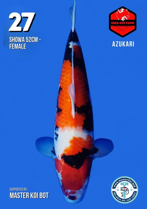 Lelang Koi Online, Jual Beli Ikan Koi, Pusat Jual Beli Koi, Info Lelang Koi Hari Ini, Platform Jual Beli Koi, Jual Beli Ikan Koi Online, Marketplace Ikan Koi, Jual Koi Terbaik, Tempat Beli Koi Berkualitas, Pasar Ikan Koi Online Terpercaya, Penjual Ikan Koi Terpercaya, Beli Koi Hias Online, Ikan Koi untuk Dijual, Koi Kualitas Terbaik, Toko Online Ikan Koi, Koi Hias Untuk Dijual, Jual Beli Ikan Koi Lokal, Koi Indonesia Online, Pusat Jual Beli Koi Terbesar