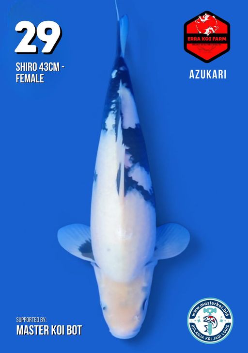 Lelang Koi Online, Jual Beli Ikan Koi, Pusat Jual Beli Koi, Info Lelang Koi Hari Ini, Platform Jual Beli Koi, Jual Beli Ikan Koi Online, Marketplace Ikan Koi, Jual Koi Terbaik, Tempat Beli Koi Berkualitas, Pasar Ikan Koi Online Terpercaya, Penjual Ikan Koi Terpercaya, Beli Koi Hias Online, Ikan Koi untuk Dijual, Koi Kualitas Terbaik, Toko Online Ikan Koi, Koi Hias Untuk Dijual, Jual Beli Ikan Koi Lokal, Koi Indonesia Online, Pusat Jual Beli Koi Terbesar