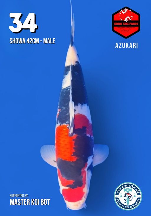 Lelang Koi Online, Jual Beli Ikan Koi, Pusat Jual Beli Koi, Info Lelang Koi Hari Ini, Platform Jual Beli Koi, Jual Beli Ikan Koi Online, Marketplace Ikan Koi, Jual Koi Terbaik, Tempat Beli Koi Berkualitas, Pasar Ikan Koi Online Terpercaya, Penjual Ikan Koi Terpercaya, Beli Koi Hias Online, Ikan Koi untuk Dijual, Koi Kualitas Terbaik, Toko Online Ikan Koi, Koi Hias Untuk Dijual, Jual Beli Ikan Koi Lokal, Koi Indonesia Online, Pusat Jual Beli Koi Terbesar