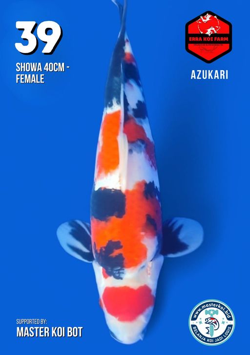 Lelang Koi Online, Jual Beli Ikan Koi, Pusat Jual Beli Koi, Info Lelang Koi Hari Ini, Platform Jual Beli Koi, Jual Beli Ikan Koi Online, Marketplace Ikan Koi, Jual Koi Terbaik, Tempat Beli Koi Berkualitas, Pasar Ikan Koi Online Terpercaya, Penjual Ikan Koi Terpercaya, Beli Koi Hias Online, Ikan Koi untuk Dijual, Koi Kualitas Terbaik, Toko Online Ikan Koi, Koi Hias Untuk Dijual, Jual Beli Ikan Koi Lokal, Koi Indonesia Online, Pusat Jual Beli Koi Terbesar