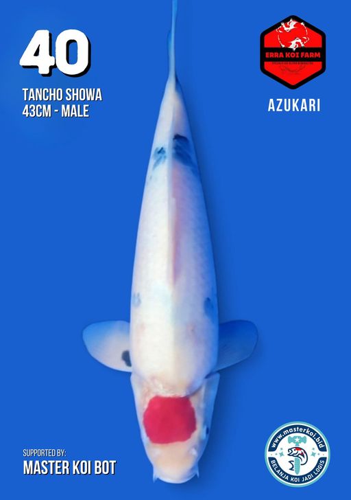 Lelang Koi Online, Jual Beli Ikan Koi, Pusat Jual Beli Koi, Info Lelang Koi Hari Ini, Platform Jual Beli Koi, Jual Beli Ikan Koi Online, Marketplace Ikan Koi, Jual Koi Terbaik, Tempat Beli Koi Berkualitas, Pasar Ikan Koi Online Terpercaya, Penjual Ikan Koi Terpercaya, Beli Koi Hias Online, Ikan Koi untuk Dijual, Koi Kualitas Terbaik, Toko Online Ikan Koi, Koi Hias Untuk Dijual, Jual Beli Ikan Koi Lokal, Koi Indonesia Online, Pusat Jual Beli Koi Terbesar