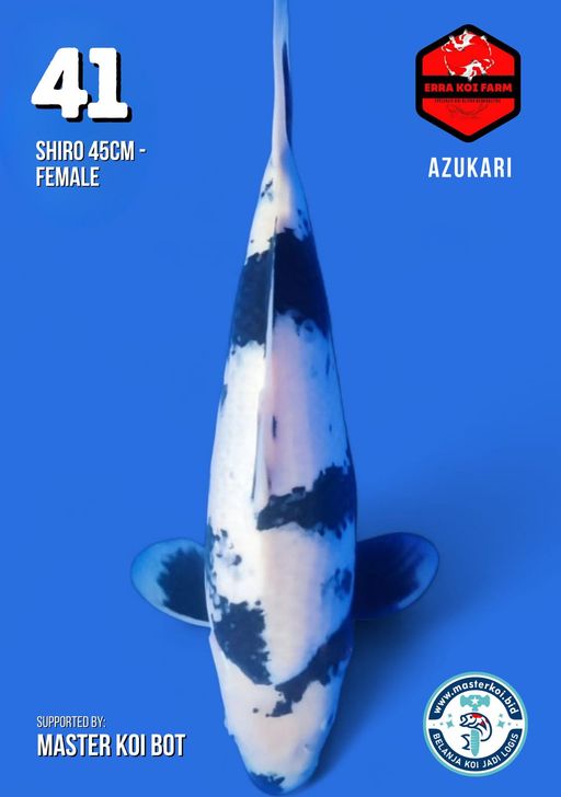 Lelang Koi Online, Jual Beli Ikan Koi, Pusat Jual Beli Koi, Info Lelang Koi Hari Ini, Platform Jual Beli Koi, Jual Beli Ikan Koi Online, Marketplace Ikan Koi, Jual Koi Terbaik, Tempat Beli Koi Berkualitas, Pasar Ikan Koi Online Terpercaya, Penjual Ikan Koi Terpercaya, Beli Koi Hias Online, Ikan Koi untuk Dijual, Koi Kualitas Terbaik, Toko Online Ikan Koi, Koi Hias Untuk Dijual, Jual Beli Ikan Koi Lokal, Koi Indonesia Online, Pusat Jual Beli Koi Terbesar