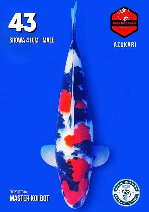 Lelang Koi Online, Jual Beli Ikan Koi, Pusat Jual Beli Koi, Info Lelang Koi Hari Ini, Platform Jual Beli Koi, Jual Beli Ikan Koi Online, Marketplace Ikan Koi, Jual Koi Terbaik, Tempat Beli Koi Berkualitas, Pasar Ikan Koi Online Terpercaya, Penjual Ikan Koi Terpercaya, Beli Koi Hias Online, Ikan Koi untuk Dijual, Koi Kualitas Terbaik, Toko Online Ikan Koi, Koi Hias Untuk Dijual, Jual Beli Ikan Koi Lokal, Koi Indonesia Online, Pusat Jual Beli Koi Terbesar