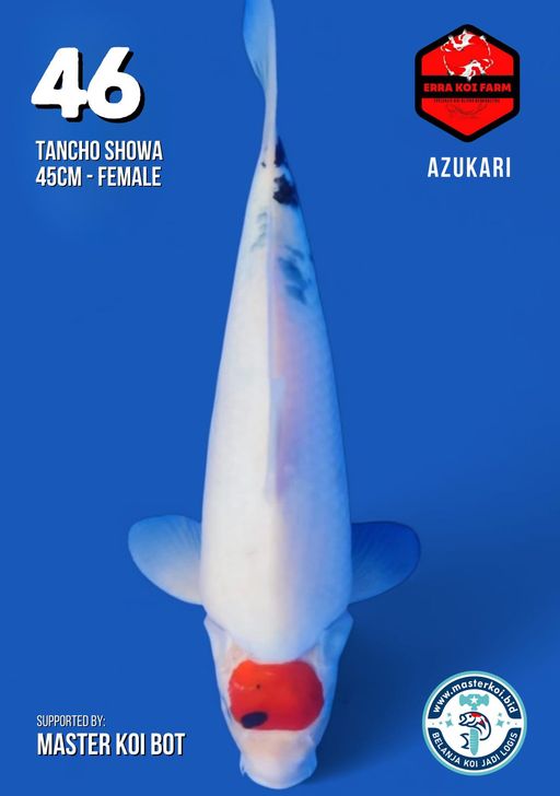 Lelang Koi Online, Jual Beli Ikan Koi, Pusat Jual Beli Koi, Info Lelang Koi Hari Ini, Platform Jual Beli Koi, Jual Beli Ikan Koi Online, Marketplace Ikan Koi, Jual Koi Terbaik, Tempat Beli Koi Berkualitas, Pasar Ikan Koi Online Terpercaya, Penjual Ikan Koi Terpercaya, Beli Koi Hias Online, Ikan Koi untuk Dijual, Koi Kualitas Terbaik, Toko Online Ikan Koi, Koi Hias Untuk Dijual, Jual Beli Ikan Koi Lokal, Koi Indonesia Online, Pusat Jual Beli Koi Terbesar