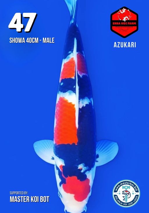 Lelang Koi Online, Jual Beli Ikan Koi, Pusat Jual Beli Koi, Info Lelang Koi Hari Ini, Platform Jual Beli Koi, Jual Beli Ikan Koi Online, Marketplace Ikan Koi, Jual Koi Terbaik, Tempat Beli Koi Berkualitas, Pasar Ikan Koi Online Terpercaya, Penjual Ikan Koi Terpercaya, Beli Koi Hias Online, Ikan Koi untuk Dijual, Koi Kualitas Terbaik, Toko Online Ikan Koi, Koi Hias Untuk Dijual, Jual Beli Ikan Koi Lokal, Koi Indonesia Online, Pusat Jual Beli Koi Terbesar