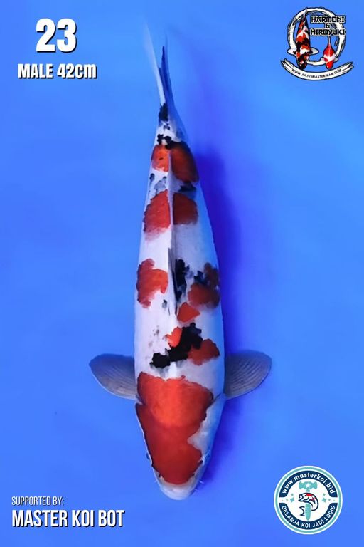 Lelang Koi Online, Jual Beli Ikan Koi, Pusat Jual Beli Koi, Info Lelang Koi Hari Ini, Platform Jual Beli Koi, Jual Beli Ikan Koi Online, Marketplace Ikan Koi, Jual Koi Terbaik, Tempat Beli Koi Berkualitas, Pasar Ikan Koi Online Terpercaya, Penjual Ikan Koi Terpercaya, Beli Koi Hias Online, Ikan Koi untuk Dijual, Koi Kualitas Terbaik, Toko Online Ikan Koi, Koi Hias Untuk Dijual, Jual Beli Ikan Koi Lokal, Koi Indonesia Online, Pusat Jual Beli Koi Terbesar