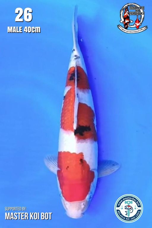 Lelang Koi Online, Jual Beli Ikan Koi, Pusat Jual Beli Koi, Info Lelang Koi Hari Ini, Platform Jual Beli Koi, Jual Beli Ikan Koi Online, Marketplace Ikan Koi, Jual Koi Terbaik, Tempat Beli Koi Berkualitas, Pasar Ikan Koi Online Terpercaya, Penjual Ikan Koi Terpercaya, Beli Koi Hias Online, Ikan Koi untuk Dijual, Koi Kualitas Terbaik, Toko Online Ikan Koi, Koi Hias Untuk Dijual, Jual Beli Ikan Koi Lokal, Koi Indonesia Online, Pusat Jual Beli Koi Terbesar
