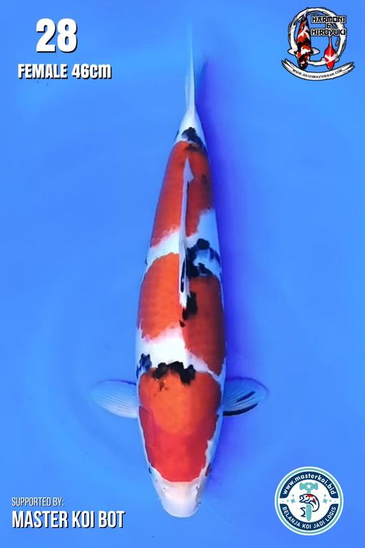 Lelang Koi Online, Jual Beli Ikan Koi, Pusat Jual Beli Koi, Info Lelang Koi Hari Ini, Platform Jual Beli Koi, Jual Beli Ikan Koi Online, Marketplace Ikan Koi, Jual Koi Terbaik, Tempat Beli Koi Berkualitas, Pasar Ikan Koi Online Terpercaya, Penjual Ikan Koi Terpercaya, Beli Koi Hias Online, Ikan Koi untuk Dijual, Koi Kualitas Terbaik, Toko Online Ikan Koi, Koi Hias Untuk Dijual, Jual Beli Ikan Koi Lokal, Koi Indonesia Online, Pusat Jual Beli Koi Terbesar