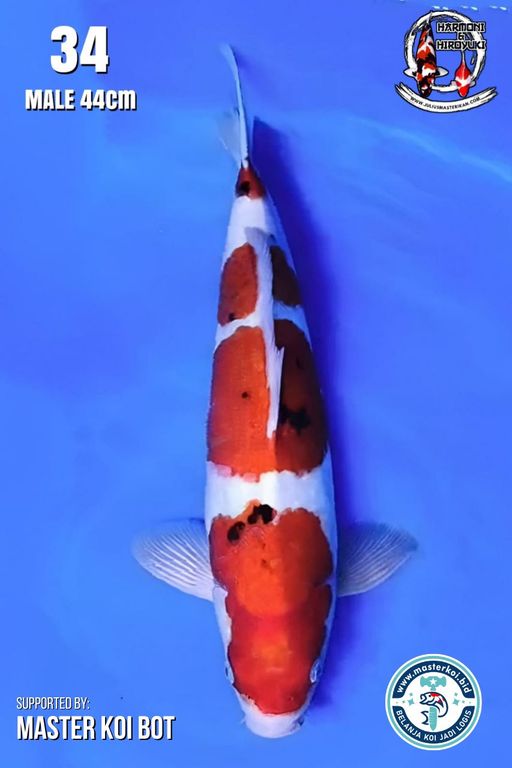 Lelang Koi Online, Jual Beli Ikan Koi, Pusat Jual Beli Koi, Info Lelang Koi Hari Ini, Platform Jual Beli Koi, Jual Beli Ikan Koi Online, Marketplace Ikan Koi, Jual Koi Terbaik, Tempat Beli Koi Berkualitas, Pasar Ikan Koi Online Terpercaya, Penjual Ikan Koi Terpercaya, Beli Koi Hias Online, Ikan Koi untuk Dijual, Koi Kualitas Terbaik, Toko Online Ikan Koi, Koi Hias Untuk Dijual, Jual Beli Ikan Koi Lokal, Koi Indonesia Online, Pusat Jual Beli Koi Terbesar