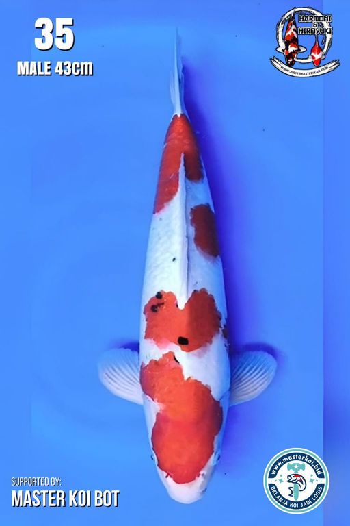 Lelang Koi Online, Jual Beli Ikan Koi, Pusat Jual Beli Koi, Info Lelang Koi Hari Ini, Platform Jual Beli Koi, Jual Beli Ikan Koi Online, Marketplace Ikan Koi, Jual Koi Terbaik, Tempat Beli Koi Berkualitas, Pasar Ikan Koi Online Terpercaya, Penjual Ikan Koi Terpercaya, Beli Koi Hias Online, Ikan Koi untuk Dijual, Koi Kualitas Terbaik, Toko Online Ikan Koi, Koi Hias Untuk Dijual, Jual Beli Ikan Koi Lokal, Koi Indonesia Online, Pusat Jual Beli Koi Terbesar