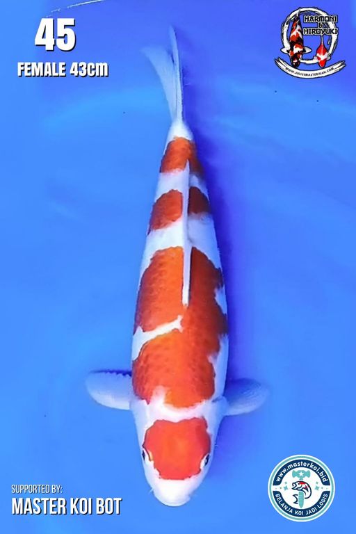 Lelang Koi Online, Jual Beli Ikan Koi, Pusat Jual Beli Koi, Info Lelang Koi Hari Ini, Platform Jual Beli Koi, Jual Beli Ikan Koi Online, Marketplace Ikan Koi, Jual Koi Terbaik, Tempat Beli Koi Berkualitas, Pasar Ikan Koi Online Terpercaya, Penjual Ikan Koi Terpercaya, Beli Koi Hias Online, Ikan Koi untuk Dijual, Koi Kualitas Terbaik, Toko Online Ikan Koi, Koi Hias Untuk Dijual, Jual Beli Ikan Koi Lokal, Koi Indonesia Online, Pusat Jual Beli Koi Terbesar