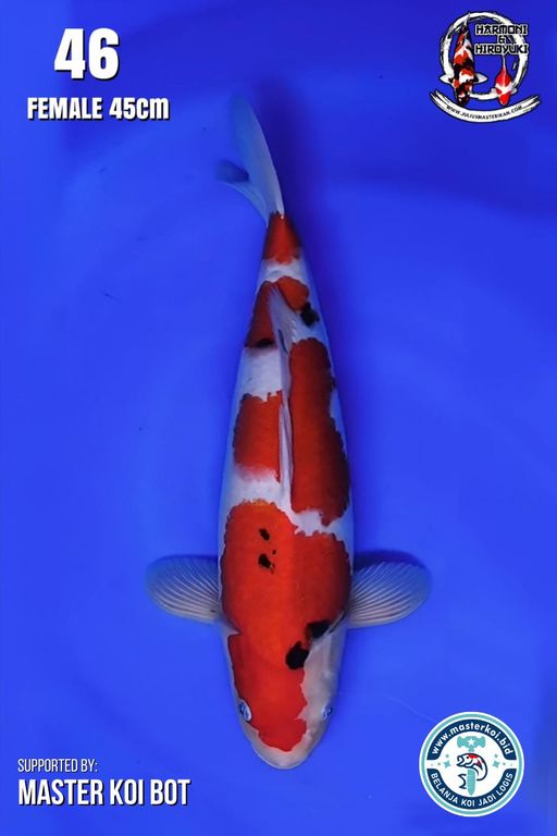 Lelang Koi Online, Jual Beli Ikan Koi, Pusat Jual Beli Koi, Info Lelang Koi Hari Ini, Platform Jual Beli Koi, Jual Beli Ikan Koi Online, Marketplace Ikan Koi, Jual Koi Terbaik, Tempat Beli Koi Berkualitas, Pasar Ikan Koi Online Terpercaya, Penjual Ikan Koi Terpercaya, Beli Koi Hias Online, Ikan Koi untuk Dijual, Koi Kualitas Terbaik, Toko Online Ikan Koi, Koi Hias Untuk Dijual, Jual Beli Ikan Koi Lokal, Koi Indonesia Online, Pusat Jual Beli Koi Terbesar
