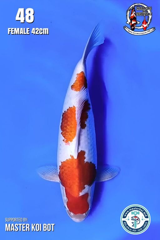 Lelang Koi Online, Jual Beli Ikan Koi, Pusat Jual Beli Koi, Info Lelang Koi Hari Ini, Platform Jual Beli Koi, Jual Beli Ikan Koi Online, Marketplace Ikan Koi, Jual Koi Terbaik, Tempat Beli Koi Berkualitas, Pasar Ikan Koi Online Terpercaya, Penjual Ikan Koi Terpercaya, Beli Koi Hias Online, Ikan Koi untuk Dijual, Koi Kualitas Terbaik, Toko Online Ikan Koi, Koi Hias Untuk Dijual, Jual Beli Ikan Koi Lokal, Koi Indonesia Online, Pusat Jual Beli Koi Terbesar