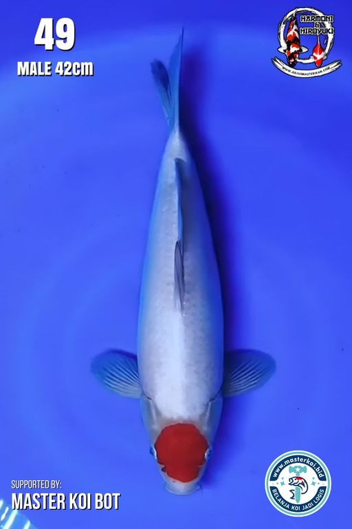 Lelang Koi Online, Jual Beli Ikan Koi, Pusat Jual Beli Koi, Info Lelang Koi Hari Ini, Platform Jual Beli Koi, Jual Beli Ikan Koi Online, Marketplace Ikan Koi, Jual Koi Terbaik, Tempat Beli Koi Berkualitas, Pasar Ikan Koi Online Terpercaya, Penjual Ikan Koi Terpercaya, Beli Koi Hias Online, Ikan Koi untuk Dijual, Koi Kualitas Terbaik, Toko Online Ikan Koi, Koi Hias Untuk Dijual, Jual Beli Ikan Koi Lokal, Koi Indonesia Online, Pusat Jual Beli Koi Terbesar