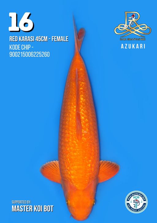Lelang Koi Online, Jual Beli Ikan Koi, Pusat Jual Beli Koi, Info Lelang Koi Hari Ini, Platform Jual Beli Koi, Jual Beli Ikan Koi Online, Marketplace Ikan Koi, Jual Koi Terbaik, Tempat Beli Koi Berkualitas, Pasar Ikan Koi Online Terpercaya, Penjual Ikan Koi Terpercaya, Beli Koi Hias Online, Ikan Koi untuk Dijual, Koi Kualitas Terbaik, Toko Online Ikan Koi, Koi Hias Untuk Dijual, Jual Beli Ikan Koi Lokal, Koi Indonesia Online, Pusat Jual Beli Koi Terbesar