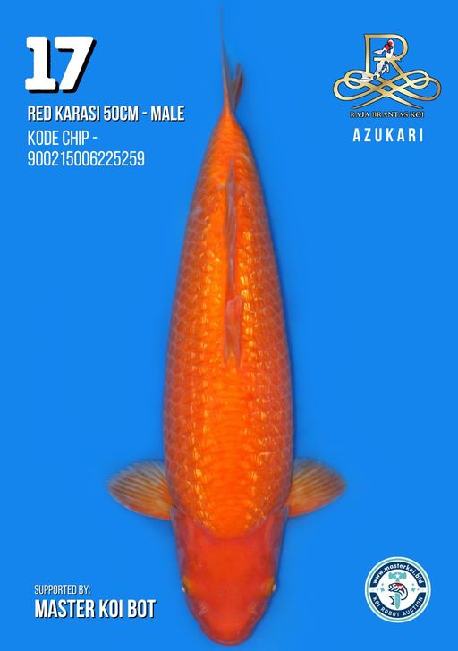 Lelang Koi Online, Jual Beli Ikan Koi, Pusat Jual Beli Koi, Info Lelang Koi Hari Ini, Platform Jual Beli Koi, Jual Beli Ikan Koi Online, Marketplace Ikan Koi, Jual Koi Terbaik, Tempat Beli Koi Berkualitas, Pasar Ikan Koi Online Terpercaya, Penjual Ikan Koi Terpercaya, Beli Koi Hias Online, Ikan Koi untuk Dijual, Koi Kualitas Terbaik, Toko Online Ikan Koi, Koi Hias Untuk Dijual, Jual Beli Ikan Koi Lokal, Koi Indonesia Online, Pusat Jual Beli Koi Terbesar