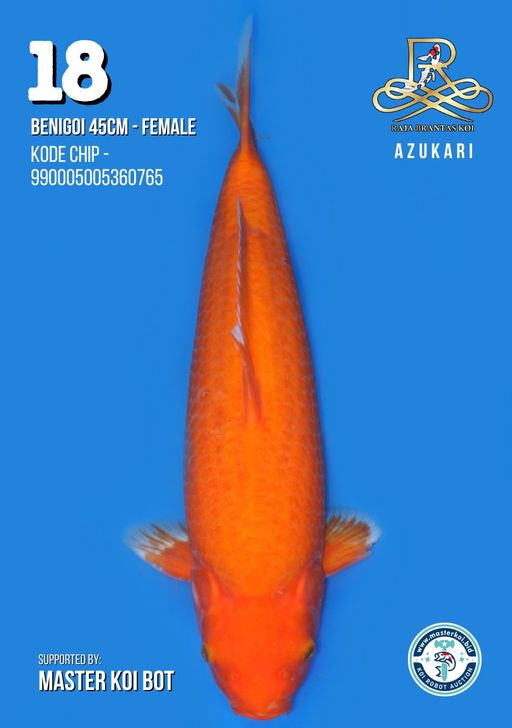 Lelang Koi Online, Jual Beli Ikan Koi, Pusat Jual Beli Koi, Info Lelang Koi Hari Ini, Platform Jual Beli Koi, Jual Beli Ikan Koi Online, Marketplace Ikan Koi, Jual Koi Terbaik, Tempat Beli Koi Berkualitas, Pasar Ikan Koi Online Terpercaya, Penjual Ikan Koi Terpercaya, Beli Koi Hias Online, Ikan Koi untuk Dijual, Koi Kualitas Terbaik, Toko Online Ikan Koi, Koi Hias Untuk Dijual, Jual Beli Ikan Koi Lokal, Koi Indonesia Online, Pusat Jual Beli Koi Terbesar