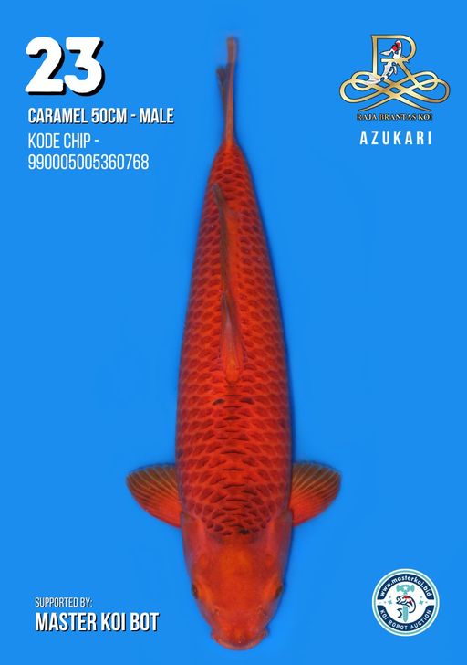 Lelang Koi Online, Jual Beli Ikan Koi, Pusat Jual Beli Koi, Info Lelang Koi Hari Ini, Platform Jual Beli Koi, Jual Beli Ikan Koi Online, Marketplace Ikan Koi, Jual Koi Terbaik, Tempat Beli Koi Berkualitas, Pasar Ikan Koi Online Terpercaya, Penjual Ikan Koi Terpercaya, Beli Koi Hias Online, Ikan Koi untuk Dijual, Koi Kualitas Terbaik, Toko Online Ikan Koi, Koi Hias Untuk Dijual, Jual Beli Ikan Koi Lokal, Koi Indonesia Online, Pusat Jual Beli Koi Terbesar