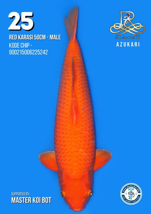 Lelang Koi Online, Jual Beli Ikan Koi, Pusat Jual Beli Koi, Info Lelang Koi Hari Ini, Platform Jual Beli Koi, Jual Beli Ikan Koi Online, Marketplace Ikan Koi, Jual Koi Terbaik, Tempat Beli Koi Berkualitas, Pasar Ikan Koi Online Terpercaya, Penjual Ikan Koi Terpercaya, Beli Koi Hias Online, Ikan Koi untuk Dijual, Koi Kualitas Terbaik, Toko Online Ikan Koi, Koi Hias Untuk Dijual, Jual Beli Ikan Koi Lokal, Koi Indonesia Online, Pusat Jual Beli Koi Terbesar