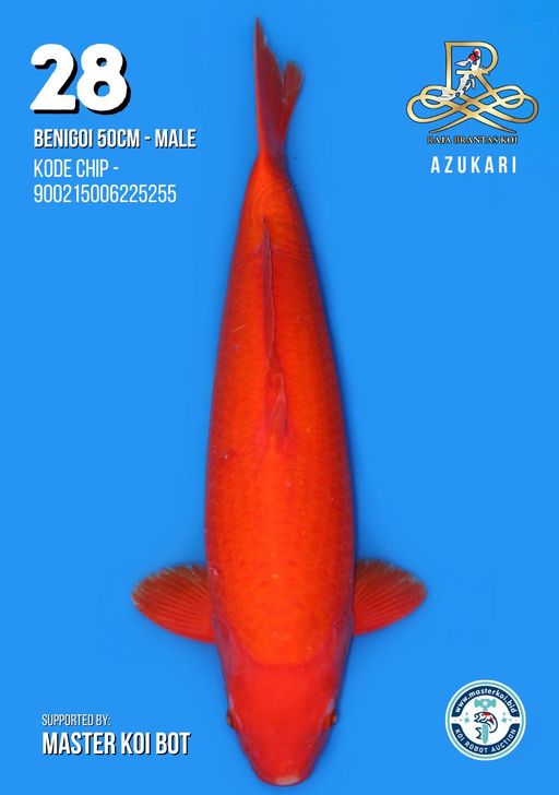 Lelang Koi Online, Jual Beli Ikan Koi, Pusat Jual Beli Koi, Info Lelang Koi Hari Ini, Platform Jual Beli Koi, Jual Beli Ikan Koi Online, Marketplace Ikan Koi, Jual Koi Terbaik, Tempat Beli Koi Berkualitas, Pasar Ikan Koi Online Terpercaya, Penjual Ikan Koi Terpercaya, Beli Koi Hias Online, Ikan Koi untuk Dijual, Koi Kualitas Terbaik, Toko Online Ikan Koi, Koi Hias Untuk Dijual, Jual Beli Ikan Koi Lokal, Koi Indonesia Online, Pusat Jual Beli Koi Terbesar