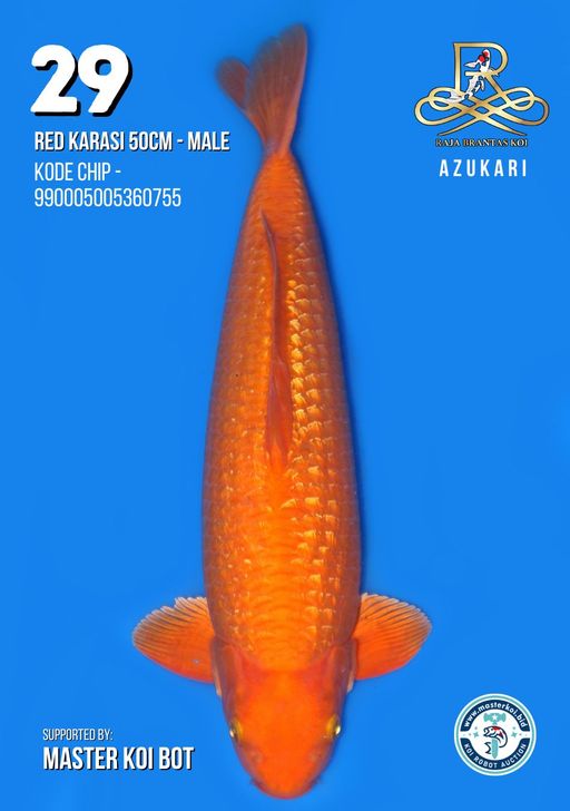 Lelang Koi Online, Jual Beli Ikan Koi, Pusat Jual Beli Koi, Info Lelang Koi Hari Ini, Platform Jual Beli Koi, Jual Beli Ikan Koi Online, Marketplace Ikan Koi, Jual Koi Terbaik, Tempat Beli Koi Berkualitas, Pasar Ikan Koi Online Terpercaya, Penjual Ikan Koi Terpercaya, Beli Koi Hias Online, Ikan Koi untuk Dijual, Koi Kualitas Terbaik, Toko Online Ikan Koi, Koi Hias Untuk Dijual, Jual Beli Ikan Koi Lokal, Koi Indonesia Online, Pusat Jual Beli Koi Terbesar
