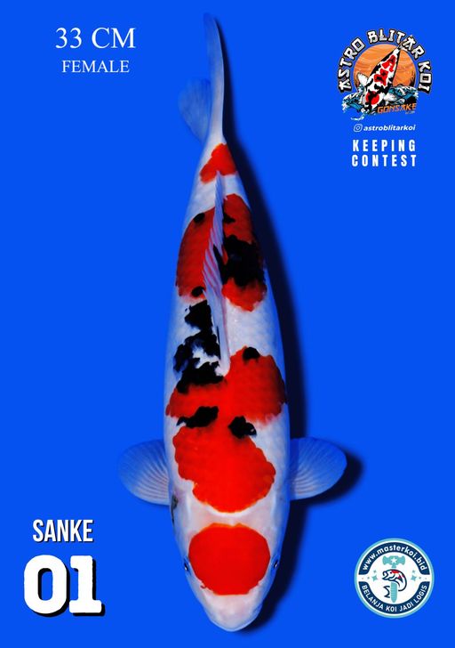 Lelang Koi Online, Jual Beli Ikan Koi, Pusat Jual Beli Koi, Info Lelang Koi Hari Ini, Platform Jual Beli Koi, Jual Beli Ikan Koi Online, Marketplace Ikan Koi, Jual Koi Terbaik, Tempat Beli Koi Berkualitas, Pasar Ikan Koi Online Terpercaya, Penjual Ikan Koi Terpercaya, Beli Koi Hias Online, Ikan Koi untuk Dijual, Koi Kualitas Terbaik, Toko Online Ikan Koi, Koi Hias Untuk Dijual, Jual Beli Ikan Koi Lokal, Koi Indonesia Online, Pusat Jual Beli Koi Terbesar