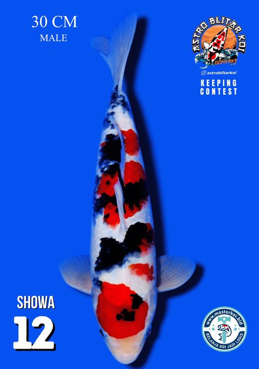 Lelang Koi Online, Jual Beli Ikan Koi, Pusat Jual Beli Koi, Info Lelang Koi Hari Ini, Platform Jual Beli Koi, Jual Beli Ikan Koi Online, Marketplace Ikan Koi, Jual Koi Terbaik, Tempat Beli Koi Berkualitas, Pasar Ikan Koi Online Terpercaya, Penjual Ikan Koi Terpercaya, Beli Koi Hias Online, Ikan Koi untuk Dijual, Koi Kualitas Terbaik, Toko Online Ikan Koi, Koi Hias Untuk Dijual, Jual Beli Ikan Koi Lokal, Koi Indonesia Online, Pusat Jual Beli Koi Terbesar