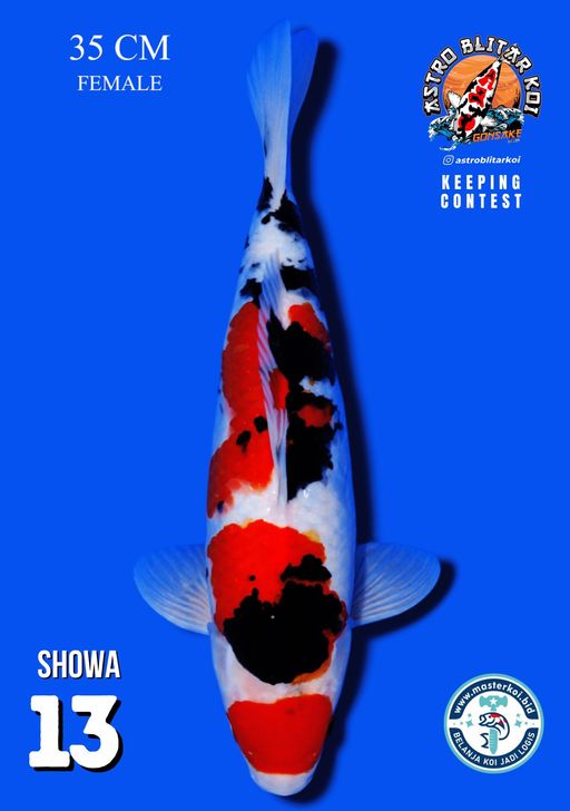 Lelang Koi Online, Jual Beli Ikan Koi, Pusat Jual Beli Koi, Info Lelang Koi Hari Ini, Platform Jual Beli Koi, Jual Beli Ikan Koi Online, Marketplace Ikan Koi, Jual Koi Terbaik, Tempat Beli Koi Berkualitas, Pasar Ikan Koi Online Terpercaya, Penjual Ikan Koi Terpercaya, Beli Koi Hias Online, Ikan Koi untuk Dijual, Koi Kualitas Terbaik, Toko Online Ikan Koi, Koi Hias Untuk Dijual, Jual Beli Ikan Koi Lokal, Koi Indonesia Online, Pusat Jual Beli Koi Terbesar