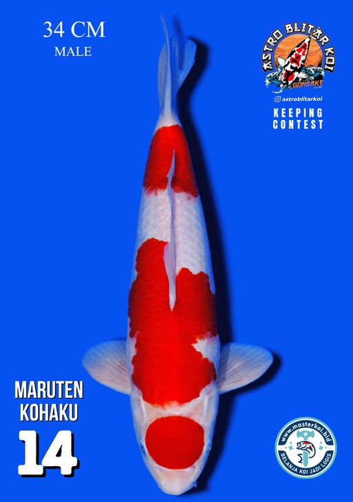 Lelang Koi Online, Jual Beli Ikan Koi, Pusat Jual Beli Koi, Info Lelang Koi Hari Ini, Platform Jual Beli Koi, Jual Beli Ikan Koi Online, Marketplace Ikan Koi, Jual Koi Terbaik, Tempat Beli Koi Berkualitas, Pasar Ikan Koi Online Terpercaya, Penjual Ikan Koi Terpercaya, Beli Koi Hias Online, Ikan Koi untuk Dijual, Koi Kualitas Terbaik, Toko Online Ikan Koi, Koi Hias Untuk Dijual, Jual Beli Ikan Koi Lokal, Koi Indonesia Online, Pusat Jual Beli Koi Terbesar