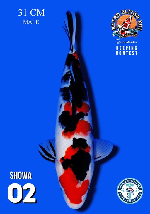 Lelang Koi Online, Jual Beli Ikan Koi, Pusat Jual Beli Koi, Info Lelang Koi Hari Ini, Platform Jual Beli Koi, Jual Beli Ikan Koi Online, Marketplace Ikan Koi, Jual Koi Terbaik, Tempat Beli Koi Berkualitas, Pasar Ikan Koi Online Terpercaya, Penjual Ikan Koi Terpercaya, Beli Koi Hias Online, Ikan Koi untuk Dijual, Koi Kualitas Terbaik, Toko Online Ikan Koi, Koi Hias Untuk Dijual, Jual Beli Ikan Koi Lokal, Koi Indonesia Online, Pusat Jual Beli Koi Terbesar