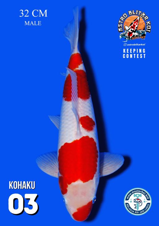 Lelang Koi Online, Jual Beli Ikan Koi, Pusat Jual Beli Koi, Info Lelang Koi Hari Ini, Platform Jual Beli Koi, Jual Beli Ikan Koi Online, Marketplace Ikan Koi, Jual Koi Terbaik, Tempat Beli Koi Berkualitas, Pasar Ikan Koi Online Terpercaya, Penjual Ikan Koi Terpercaya, Beli Koi Hias Online, Ikan Koi untuk Dijual, Koi Kualitas Terbaik, Toko Online Ikan Koi, Koi Hias Untuk Dijual, Jual Beli Ikan Koi Lokal, Koi Indonesia Online, Pusat Jual Beli Koi Terbesar