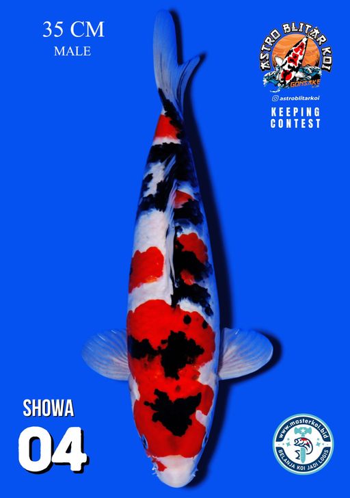 Lelang Koi Online, Jual Beli Ikan Koi, Pusat Jual Beli Koi, Info Lelang Koi Hari Ini, Platform Jual Beli Koi, Jual Beli Ikan Koi Online, Marketplace Ikan Koi, Jual Koi Terbaik, Tempat Beli Koi Berkualitas, Pasar Ikan Koi Online Terpercaya, Penjual Ikan Koi Terpercaya, Beli Koi Hias Online, Ikan Koi untuk Dijual, Koi Kualitas Terbaik, Toko Online Ikan Koi, Koi Hias Untuk Dijual, Jual Beli Ikan Koi Lokal, Koi Indonesia Online, Pusat Jual Beli Koi Terbesar