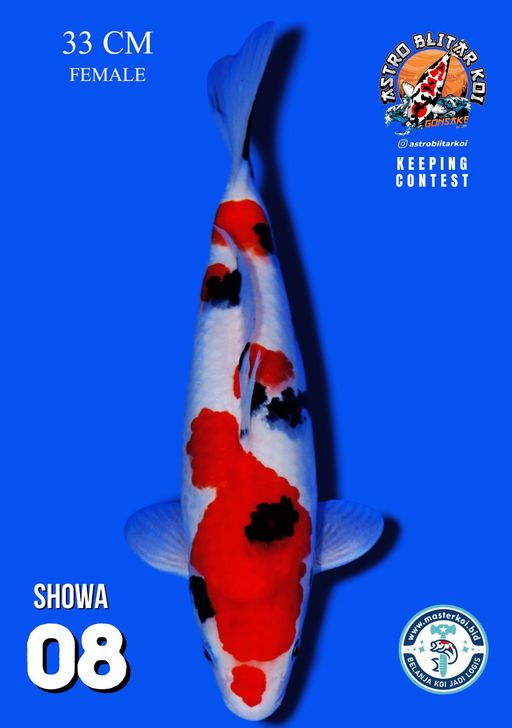 Lelang Koi Online, Jual Beli Ikan Koi, Pusat Jual Beli Koi, Info Lelang Koi Hari Ini, Platform Jual Beli Koi, Jual Beli Ikan Koi Online, Marketplace Ikan Koi, Jual Koi Terbaik, Tempat Beli Koi Berkualitas, Pasar Ikan Koi Online Terpercaya, Penjual Ikan Koi Terpercaya, Beli Koi Hias Online, Ikan Koi untuk Dijual, Koi Kualitas Terbaik, Toko Online Ikan Koi, Koi Hias Untuk Dijual, Jual Beli Ikan Koi Lokal, Koi Indonesia Online, Pusat Jual Beli Koi Terbesar