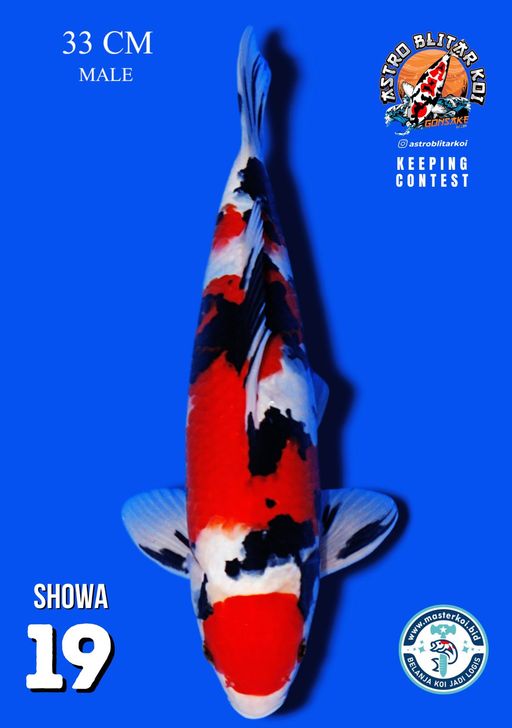 Lelang Koi Online, Jual Beli Ikan Koi, Pusat Jual Beli Koi, Info Lelang Koi Hari Ini, Platform Jual Beli Koi, Jual Beli Ikan Koi Online, Marketplace Ikan Koi, Jual Koi Terbaik, Tempat Beli Koi Berkualitas, Pasar Ikan Koi Online Terpercaya, Penjual Ikan Koi Terpercaya, Beli Koi Hias Online, Ikan Koi untuk Dijual, Koi Kualitas Terbaik, Toko Online Ikan Koi, Koi Hias Untuk Dijual, Jual Beli Ikan Koi Lokal, Koi Indonesia Online, Pusat Jual Beli Koi Terbesar