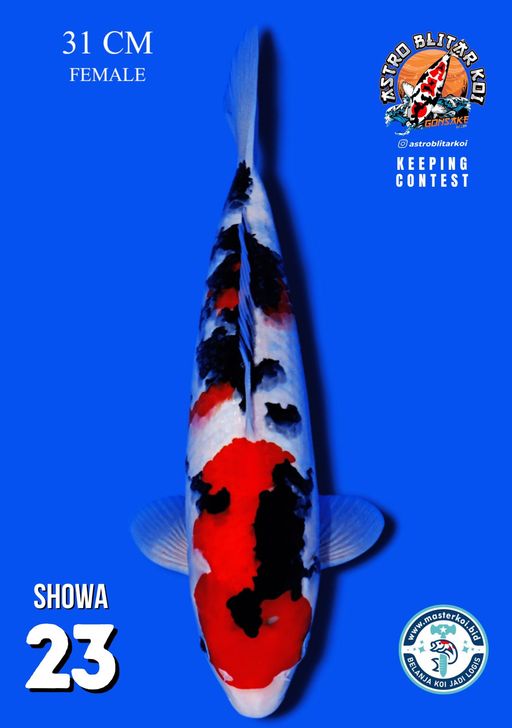 Lelang Koi Online, Jual Beli Ikan Koi, Pusat Jual Beli Koi, Info Lelang Koi Hari Ini, Platform Jual Beli Koi, Jual Beli Ikan Koi Online, Marketplace Ikan Koi, Jual Koi Terbaik, Tempat Beli Koi Berkualitas, Pasar Ikan Koi Online Terpercaya, Penjual Ikan Koi Terpercaya, Beli Koi Hias Online, Ikan Koi untuk Dijual, Koi Kualitas Terbaik, Toko Online Ikan Koi, Koi Hias Untuk Dijual, Jual Beli Ikan Koi Lokal, Koi Indonesia Online, Pusat Jual Beli Koi Terbesar