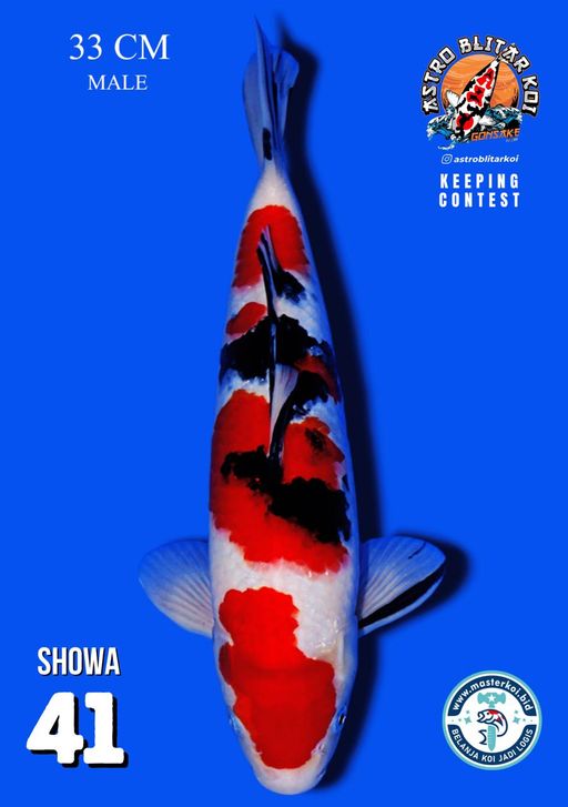 Lelang Koi Online, Jual Beli Ikan Koi, Pusat Jual Beli Koi, Info Lelang Koi Hari Ini, Platform Jual Beli Koi, Jual Beli Ikan Koi Online, Marketplace Ikan Koi, Jual Koi Terbaik, Tempat Beli Koi Berkualitas, Pasar Ikan Koi Online Terpercaya, Penjual Ikan Koi Terpercaya, Beli Koi Hias Online, Ikan Koi untuk Dijual, Koi Kualitas Terbaik, Toko Online Ikan Koi, Koi Hias Untuk Dijual, Jual Beli Ikan Koi Lokal, Koi Indonesia Online, Pusat Jual Beli Koi Terbesar