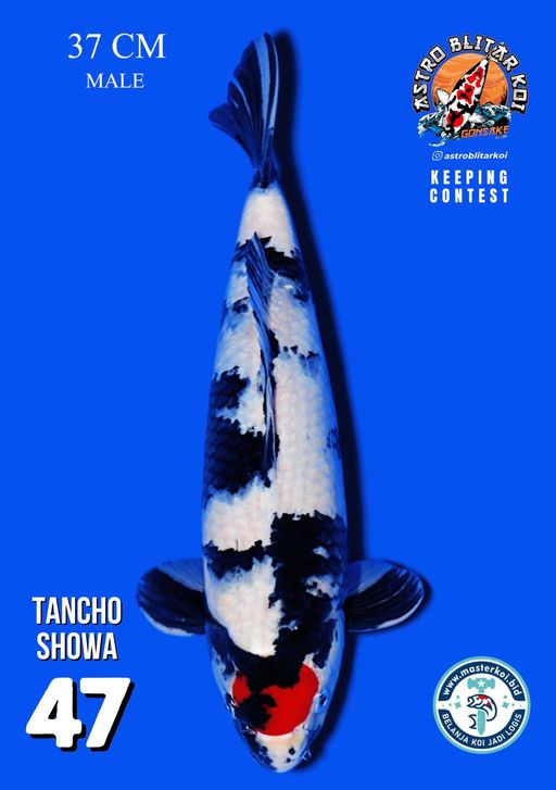 Lelang Koi Online, Jual Beli Ikan Koi, Pusat Jual Beli Koi, Info Lelang Koi Hari Ini, Platform Jual Beli Koi, Jual Beli Ikan Koi Online, Marketplace Ikan Koi, Jual Koi Terbaik, Tempat Beli Koi Berkualitas, Pasar Ikan Koi Online Terpercaya, Penjual Ikan Koi Terpercaya, Beli Koi Hias Online, Ikan Koi untuk Dijual, Koi Kualitas Terbaik, Toko Online Ikan Koi, Koi Hias Untuk Dijual, Jual Beli Ikan Koi Lokal, Koi Indonesia Online, Pusat Jual Beli Koi Terbesar