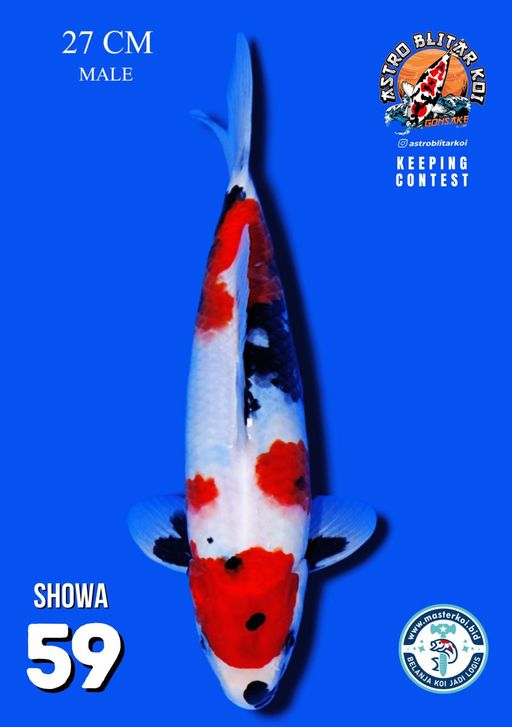 Lelang Koi Online, Jual Beli Ikan Koi, Pusat Jual Beli Koi, Info Lelang Koi Hari Ini, Platform Jual Beli Koi, Jual Beli Ikan Koi Online, Marketplace Ikan Koi, Jual Koi Terbaik, Tempat Beli Koi Berkualitas, Pasar Ikan Koi Online Terpercaya, Penjual Ikan Koi Terpercaya, Beli Koi Hias Online, Ikan Koi untuk Dijual, Koi Kualitas Terbaik, Toko Online Ikan Koi, Koi Hias Untuk Dijual, Jual Beli Ikan Koi Lokal, Koi Indonesia Online, Pusat Jual Beli Koi Terbesar