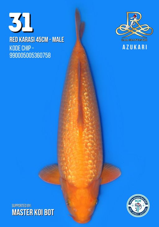 Lelang Koi Online, Jual Beli Ikan Koi, Pusat Jual Beli Koi, Info Lelang Koi Hari Ini, Platform Jual Beli Koi, Jual Beli Ikan Koi Online, Marketplace Ikan Koi, Jual Koi Terbaik, Tempat Beli Koi Berkualitas, Pasar Ikan Koi Online Terpercaya, Penjual Ikan Koi Terpercaya, Beli Koi Hias Online, Ikan Koi untuk Dijual, Koi Kualitas Terbaik, Toko Online Ikan Koi, Koi Hias Untuk Dijual, Jual Beli Ikan Koi Lokal, Koi Indonesia Online, Pusat Jual Beli Koi Terbesar