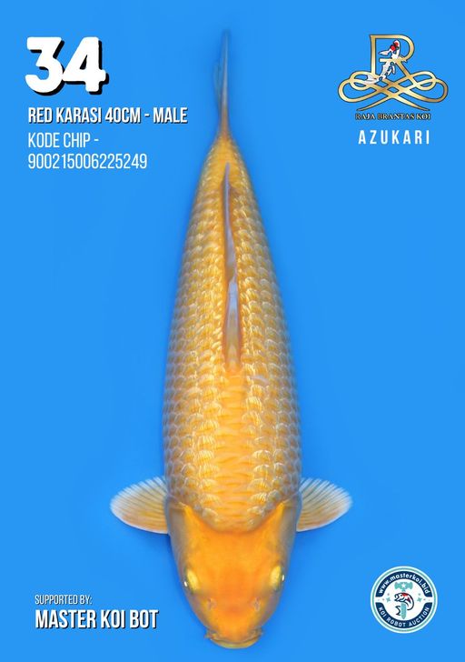 Lelang Koi Online, Jual Beli Ikan Koi, Pusat Jual Beli Koi, Info Lelang Koi Hari Ini, Platform Jual Beli Koi, Jual Beli Ikan Koi Online, Marketplace Ikan Koi, Jual Koi Terbaik, Tempat Beli Koi Berkualitas, Pasar Ikan Koi Online Terpercaya, Penjual Ikan Koi Terpercaya, Beli Koi Hias Online, Ikan Koi untuk Dijual, Koi Kualitas Terbaik, Toko Online Ikan Koi, Koi Hias Untuk Dijual, Jual Beli Ikan Koi Lokal, Koi Indonesia Online, Pusat Jual Beli Koi Terbesar