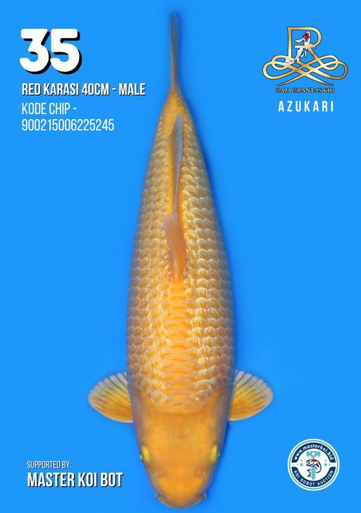 Lelang Koi Online, Jual Beli Ikan Koi, Pusat Jual Beli Koi, Info Lelang Koi Hari Ini, Platform Jual Beli Koi, Jual Beli Ikan Koi Online, Marketplace Ikan Koi, Jual Koi Terbaik, Tempat Beli Koi Berkualitas, Pasar Ikan Koi Online Terpercaya, Penjual Ikan Koi Terpercaya, Beli Koi Hias Online, Ikan Koi untuk Dijual, Koi Kualitas Terbaik, Toko Online Ikan Koi, Koi Hias Untuk Dijual, Jual Beli Ikan Koi Lokal, Koi Indonesia Online, Pusat Jual Beli Koi Terbesar