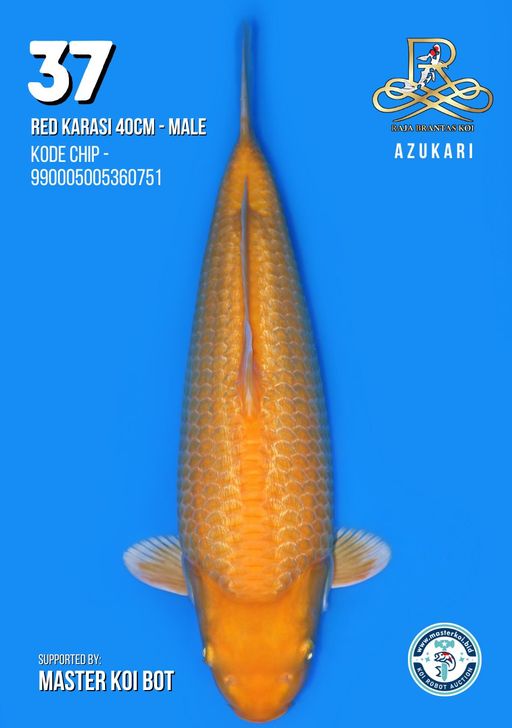 Lelang Koi Online, Jual Beli Ikan Koi, Pusat Jual Beli Koi, Info Lelang Koi Hari Ini, Platform Jual Beli Koi, Jual Beli Ikan Koi Online, Marketplace Ikan Koi, Jual Koi Terbaik, Tempat Beli Koi Berkualitas, Pasar Ikan Koi Online Terpercaya, Penjual Ikan Koi Terpercaya, Beli Koi Hias Online, Ikan Koi untuk Dijual, Koi Kualitas Terbaik, Toko Online Ikan Koi, Koi Hias Untuk Dijual, Jual Beli Ikan Koi Lokal, Koi Indonesia Online, Pusat Jual Beli Koi Terbesar