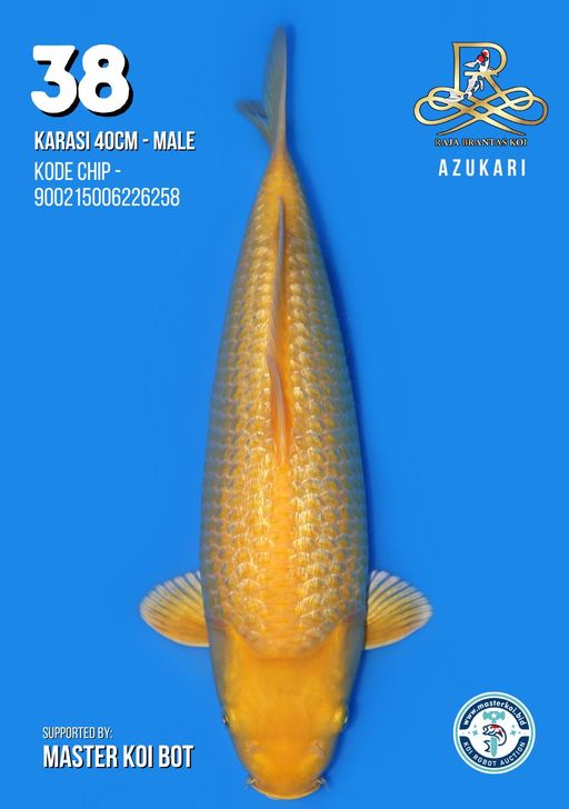 Lelang Koi Online, Jual Beli Ikan Koi, Pusat Jual Beli Koi, Info Lelang Koi Hari Ini, Platform Jual Beli Koi, Jual Beli Ikan Koi Online, Marketplace Ikan Koi, Jual Koi Terbaik, Tempat Beli Koi Berkualitas, Pasar Ikan Koi Online Terpercaya, Penjual Ikan Koi Terpercaya, Beli Koi Hias Online, Ikan Koi untuk Dijual, Koi Kualitas Terbaik, Toko Online Ikan Koi, Koi Hias Untuk Dijual, Jual Beli Ikan Koi Lokal, Koi Indonesia Online, Pusat Jual Beli Koi Terbesar