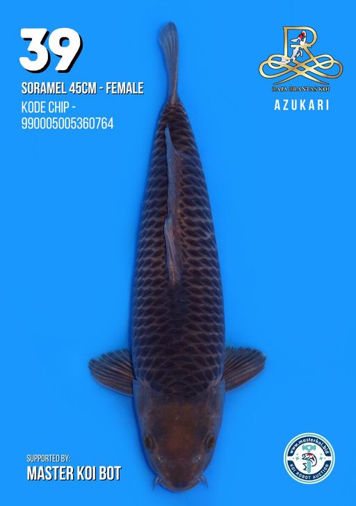 Lelang Koi Online, Jual Beli Ikan Koi, Pusat Jual Beli Koi, Info Lelang Koi Hari Ini, Platform Jual Beli Koi, Jual Beli Ikan Koi Online, Marketplace Ikan Koi, Jual Koi Terbaik, Tempat Beli Koi Berkualitas, Pasar Ikan Koi Online Terpercaya, Penjual Ikan Koi Terpercaya, Beli Koi Hias Online, Ikan Koi untuk Dijual, Koi Kualitas Terbaik, Toko Online Ikan Koi, Koi Hias Untuk Dijual, Jual Beli Ikan Koi Lokal, Koi Indonesia Online, Pusat Jual Beli Koi Terbesar