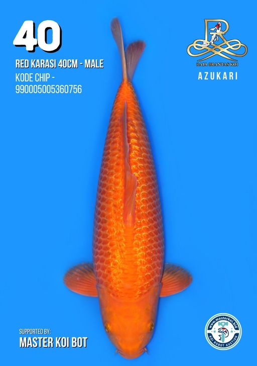 Lelang Koi Online, Jual Beli Ikan Koi, Pusat Jual Beli Koi, Info Lelang Koi Hari Ini, Platform Jual Beli Koi, Jual Beli Ikan Koi Online, Marketplace Ikan Koi, Jual Koi Terbaik, Tempat Beli Koi Berkualitas, Pasar Ikan Koi Online Terpercaya, Penjual Ikan Koi Terpercaya, Beli Koi Hias Online, Ikan Koi untuk Dijual, Koi Kualitas Terbaik, Toko Online Ikan Koi, Koi Hias Untuk Dijual, Jual Beli Ikan Koi Lokal, Koi Indonesia Online, Pusat Jual Beli Koi Terbesar
